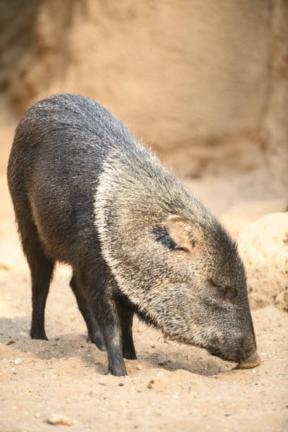 istock Collared peccary close up portrait 1188372043