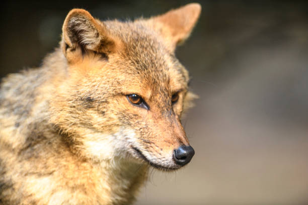 istock Golden jackal (Canis aureus) close up portrait 1188372328
