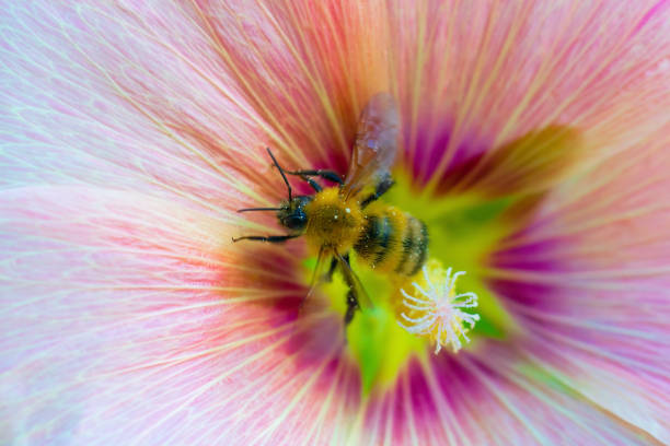 Bee collects flower nectar of malva close up.