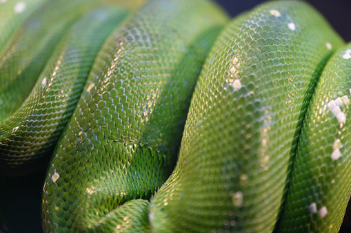 Morelia viridis, commonly known as the green tree python resting in a tree looped in a coil over the branche in a saddle position and its head in the middle.