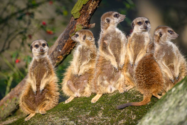 Meerkat (Suricata suricatta) or suricate on the lookout for predators. Meerkats are small burrowing animals, living in underground networks but during the day, they stand up looking out for threats.