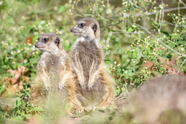 istock Meerkat (Suricata suricatta) or suricate on the lookout for predators 1188373632