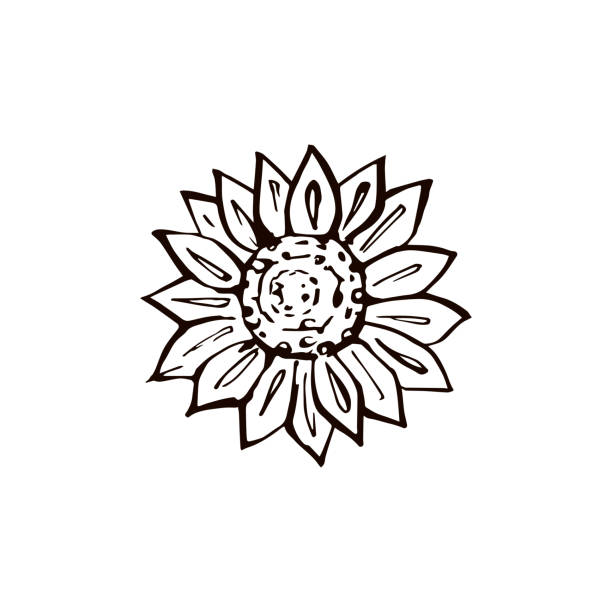 Thanksgiving Hand Drawn Sunflower On White Background Stock Illustration -  Download Image Now - iStock