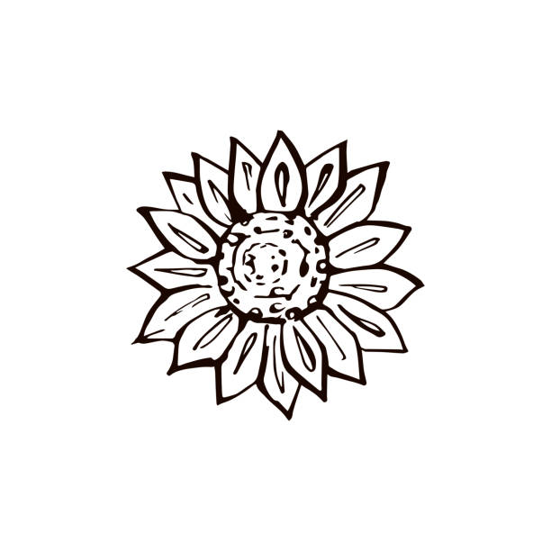 Thanksgiving Hand Drawn Sunflower On White Background Stock Illustration - Download Image Now - iStock Thanksgiving Hand Drawn Sunflower On White Background Stock Illustration - Download Image Now - iStock