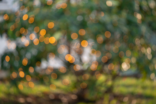 Defocused image of outdoor evergreen tree decorated with Christmas lights.