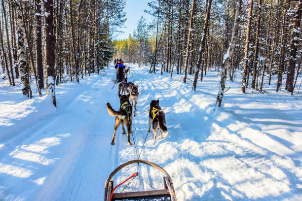istock Great ride on sled dogs. Finland 1188376096