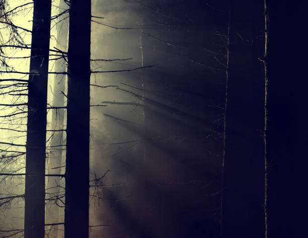 istock Morning scene with sunbeams in the misty forest. 1188376973
