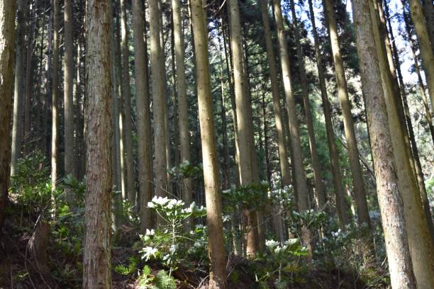 istock trees in autumn, Japan, Shimane ken 1188377017