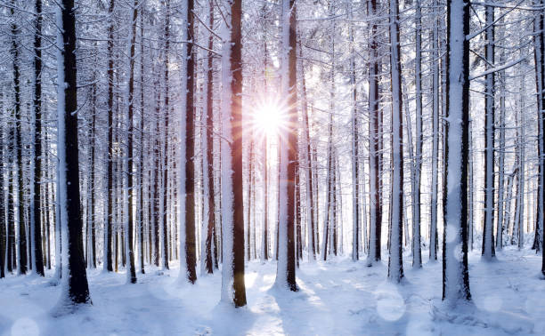Sunrise in the forest between the trees trunks. Snowy landscape in the wood. Winter season.