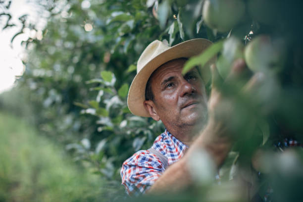 istock The farmer looks at the ripe plum 1188377271