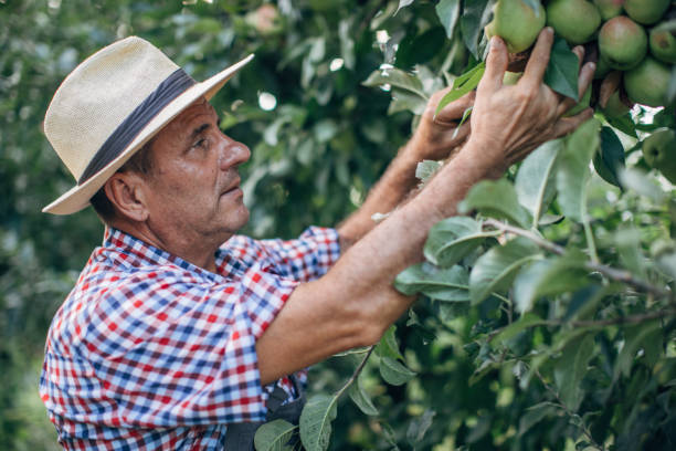 istock The farmer looks at the ripe plum 1188377342