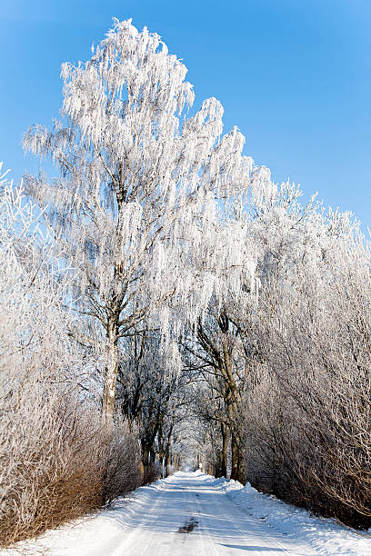 istock Winter road landscape with frosted trees and rime 118837768