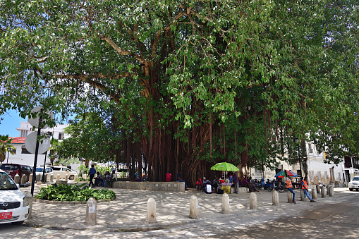Stone Town, Zanzibar - October 7, 2019: Big tree and locals on the street of Stone Town. Stone Town is the oldest part of Zanzibar City which was a UNESCO World Heritage Site in 2000