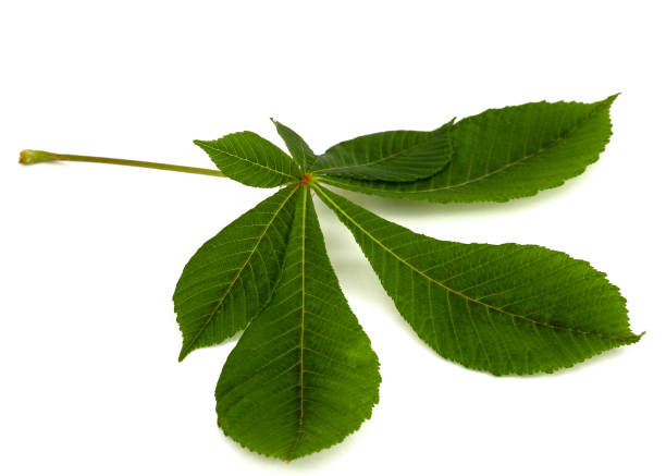 istock Green chestnut leafs (Aesculus hippocastanum), isolated on white background 1188378302