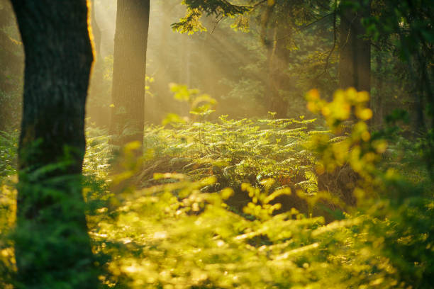 soleil brillant par la forêt - scenics autumn mystery vibrant color photos et images de collection