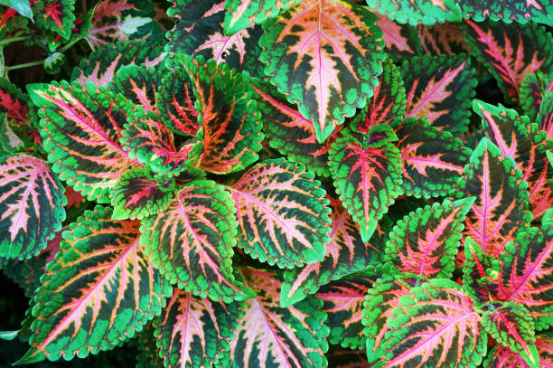 Red and green leaves of the coleus plant Red and green leaves of the coleus plant coleus plant plectranthus scutellarioides close up stock pictures, royalty-free photos & images