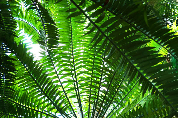 istock green fern plant texture 1188378683