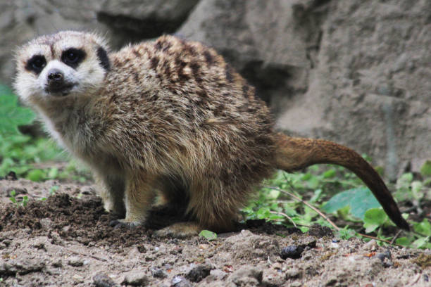 istock meerkat animal in the nature 1188378742