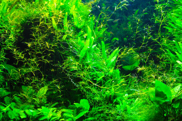 istock aquarium plant background texture 1188378755