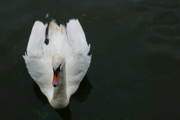 istock A swan in the water seen from above. 1188378761