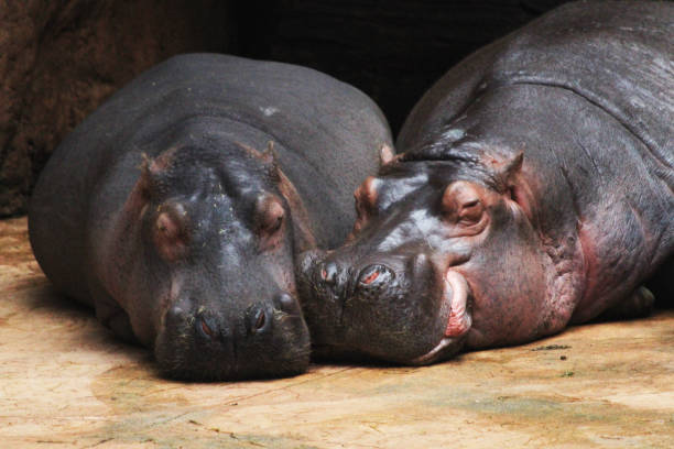 istock two hippo animals are resting on the beach 1188378782