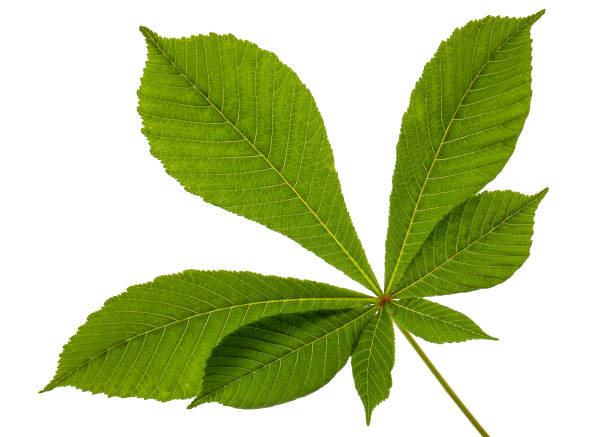 istock Green chestnut leafs (Aesculus hippocastanum), isolated on white background 1188378977