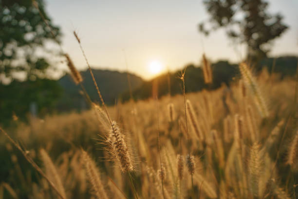 istock Poaceae wild spike savana flower 1188379643