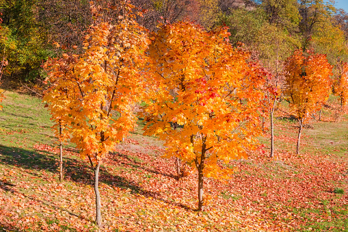 Young maples with autumn bright varicolored leaves standing on the lawn covered with fallen leaves