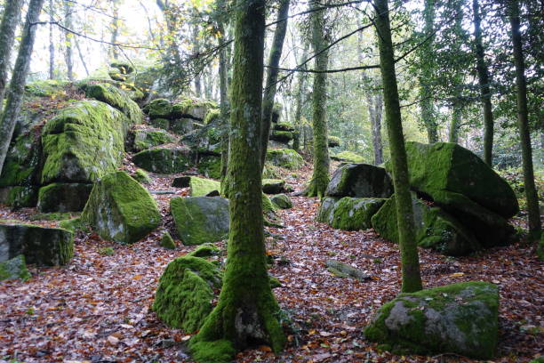 istock Forest in autumn  Rocks covered with plant moss 1188381175