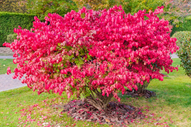 arbustos del euonymus alatus con hojas de otoño en el parque - burning bush fotografías e imágenes de stock