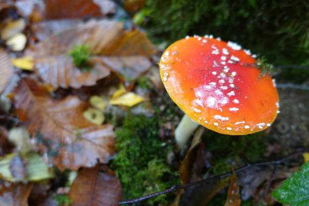 istock Amanita Poisonous Mushroom 1188381324