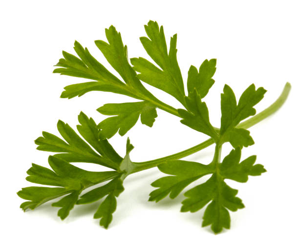 istock Green leaf of flowers anemones, isolated on white background 1188383003