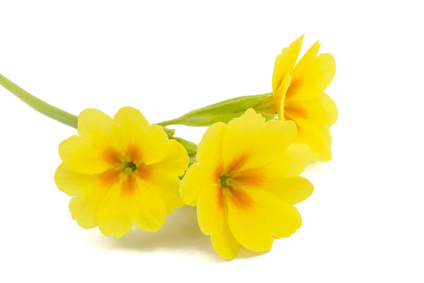 Cтоковое фото цветок желтой примулы, изолированный на белом фоне