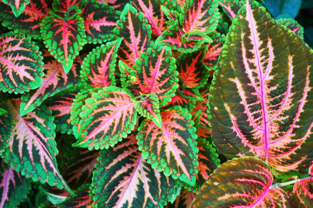 Red and green leaves of the coleus plant Red and green leaves of the coleus plant coleus plant plectranthus scutellarioides close up stock pictures, royalty-free photos & images