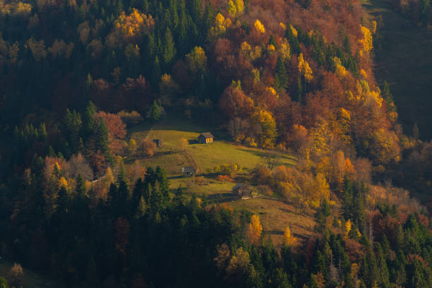 Autumn foliage trees in the mountains. Meadow with haystack and forest in the Carpathian mountains
