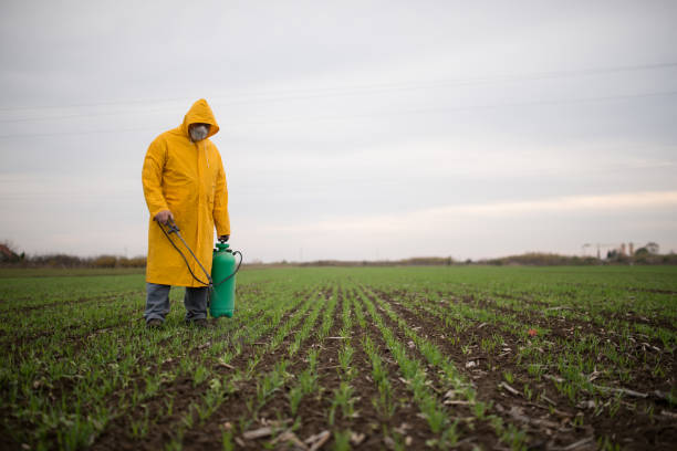 Farmer in his field, spraying wheat against pests