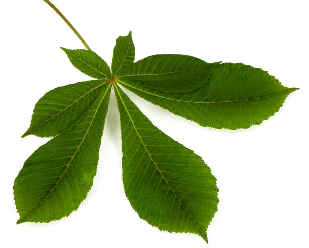 istock Green chestnut leafs (Aesculus hippocastanum), isolated on white background 1188386133