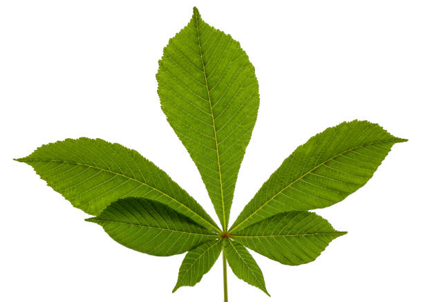 istock Green chestnut leafs (Aesculus hippocastanum), isolated on white background 1188386391