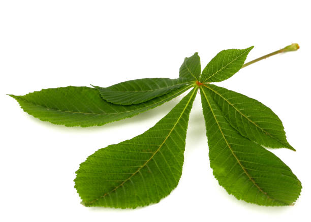 istock Green chestnut leafs (Aesculus hippocastanum), isolated on white background 1188387364
