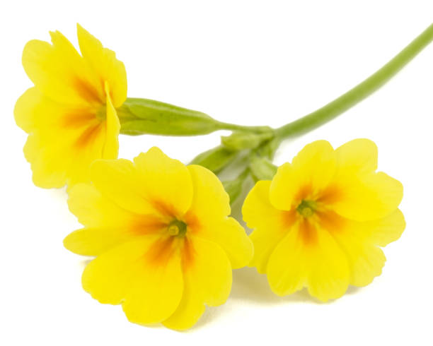istock Yellow flower of primrose, isolated on white background 1188387552