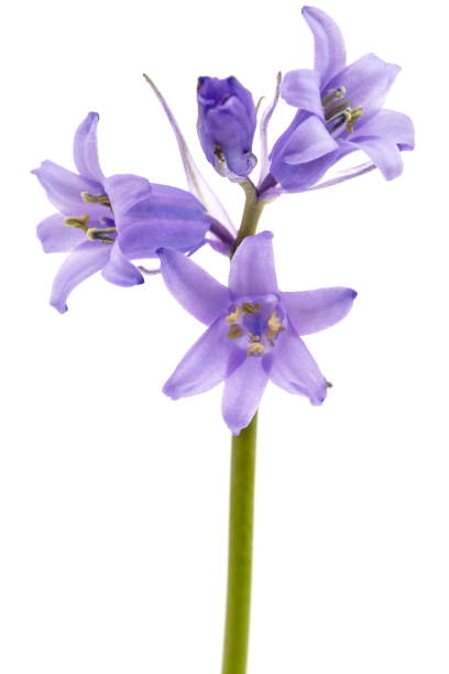 Cтоковое фото Синий цветок сциллы , цветок колокольчика, изолированный на белом фоне