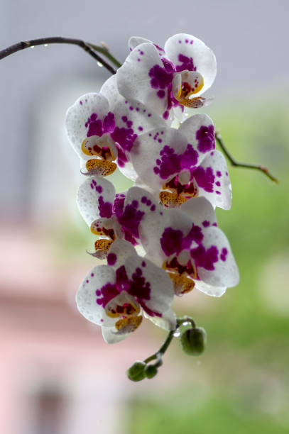 美しい白とピン�クの蘭の単一の花は、咲く屋内ファラエノプシス、明るい黄色の花びら、緑の芽が点在しています - orchid flower single flower green ストックフォトと画像