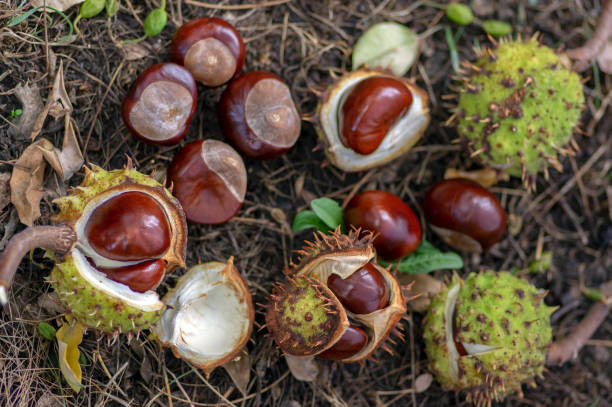 aesculus hippocastanum, castañas de caballo marrón, frutos maduros de árboles de conker en el suelo - barb horse fotografías e imágenes de stock