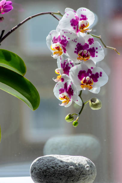 美しい白とピンクの蘭の単一の花は、咲く屋内ファラエノプシス、明るい黄色の花びら、緑の芽が点在しています - orchid flower single flower green ストックフォトと画像