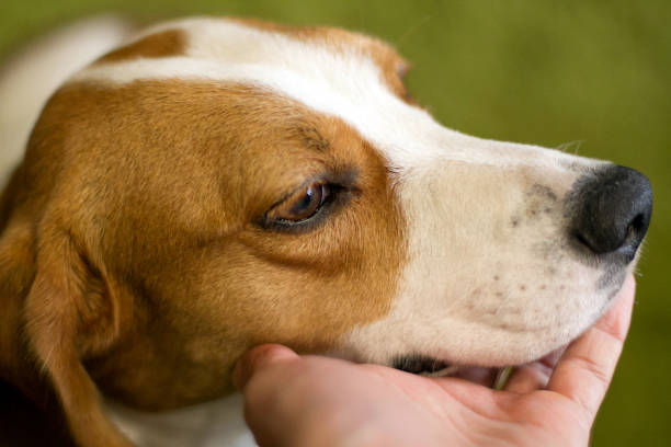 istock Cute dog muzzle. Dog asking for food. Pet with cute eyes 1188388720