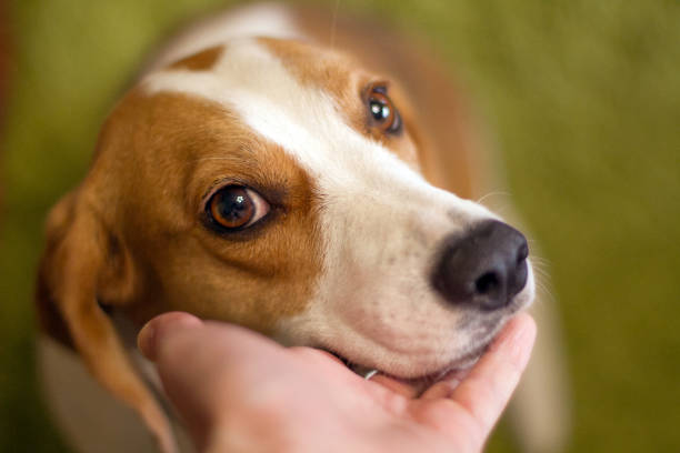 istock Cute dog muzzle. Dog asking for food. Pet with cute eyes 1188388731