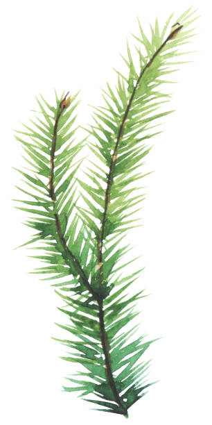 istock Watercolor hand painted isolated element for christmas design, wreath, decoration, greeting cards, invitation. New year 2020, tree, spruce, cone 1188388911