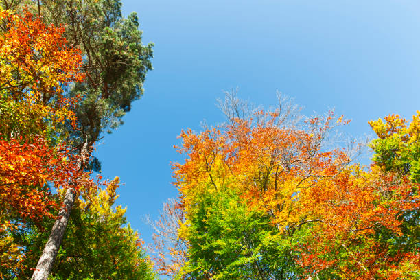 istock Autumnally colorful treetops with sky 1188389395