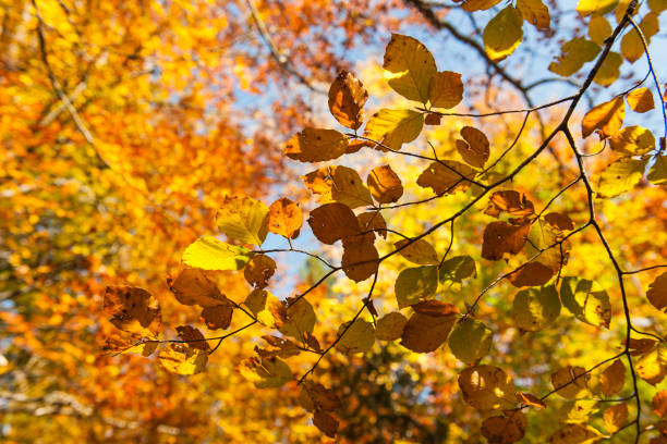 istock Branches with colorful herbat leaves 1188390100