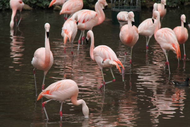 istock Pink Flamingo Birds. 1188391739